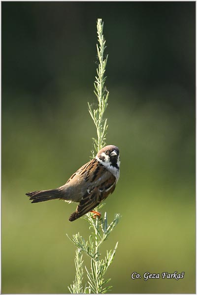 71_tree_sparrow.jpg - Tree Sparrow, Passer montanus, Poljski vrabac, Mesto - Location: Erdevik, Serbia