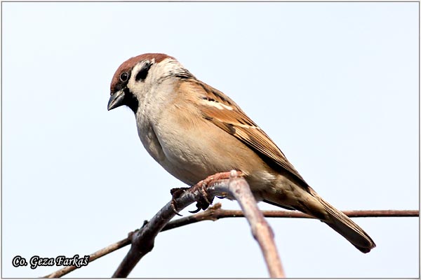 72_tree_sparrow.jpg - Tree Sparrow, Passer montanus, Poljski vrabac, Mesto - Location: Novi Sad, Serbia