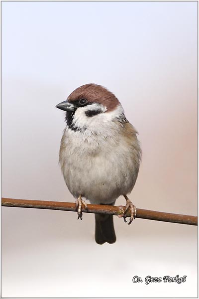 73_tree_sparrow.jpg - Tree Sparrow, Passer montanus, Poljski vrabac, Mesto - Location: Erdevik, Serbia