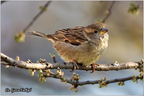 85_house_sparrow.jpg - House Sparrow, Passer domesticus, Vrabac pokuæar, Mesto - Location: Novi Sad, Serbia
