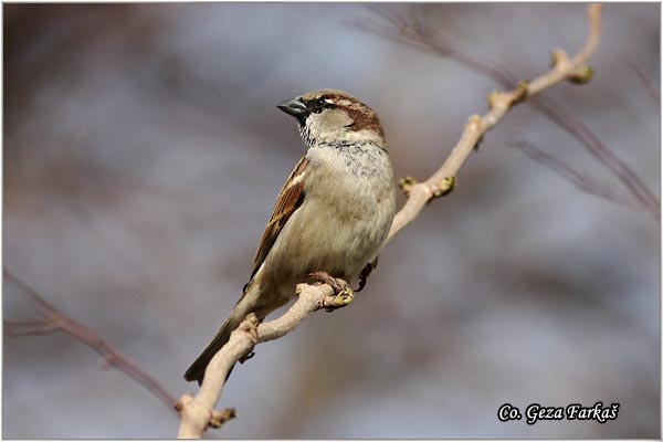 86_house_sparrow.jpg - House Sparrow, Passer domesticus, Vrabac pokuæar, Mesto - Location: Novi Sad, Serbia