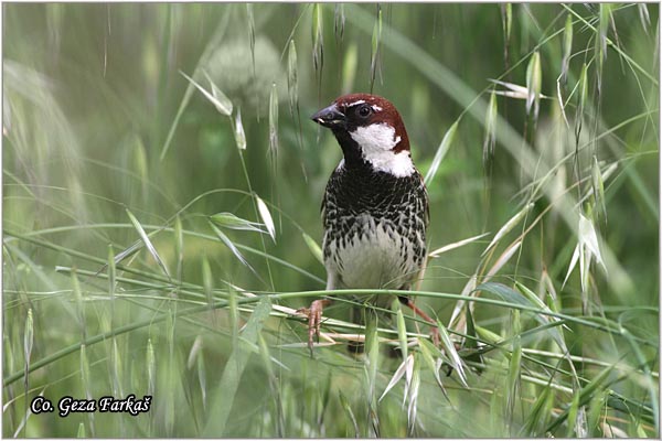 90_spanish_sparrow.jpg - Spanish sparrow, Parser hispaniolensis, panski vrabac Mesto - Location: Herzeg Novi, Montenegro