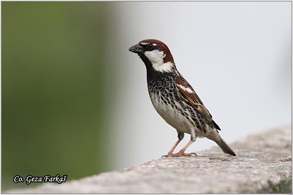 91_spanish_sparrow.jpg - Spanish sparrow, Parser hispaniolensis, panski vrabac Mesto - Location: Herzeg Novi, Montenegro