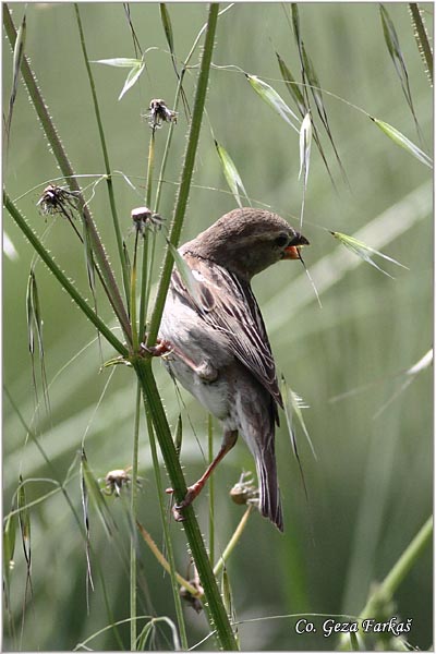 92_spanish_sparrow.jpg - Spanish sparrow, Parser hispaniolensis, panski vrabac Mesto - Location: Herzeg Novi, Montenegro