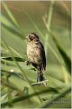 33_reed_bunting