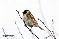 34_reed_bunting