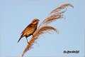 35_reed_bunting
