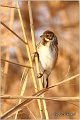 36_reed_bunting