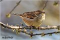 85_house_sparrow