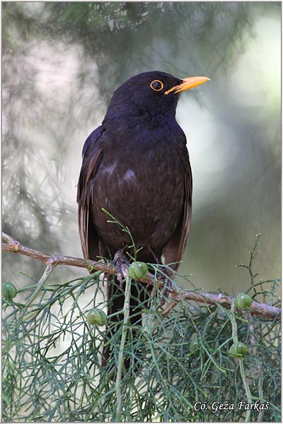 38_blackbird.jpg - Blackbird, Turdus merula, Kos, Location - mesto, Granada, Spain