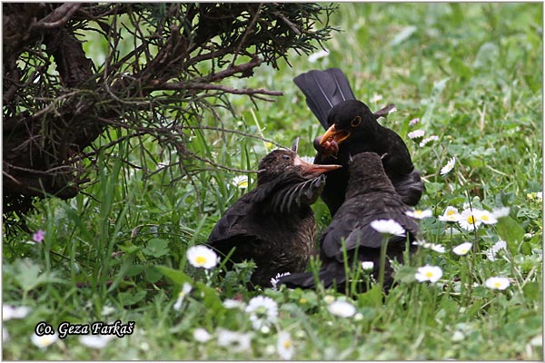 39_blackbird.jpg - Blackbird, Turdus merula, Kos, Mesto-Location: Herzeg Novi, Montenegro