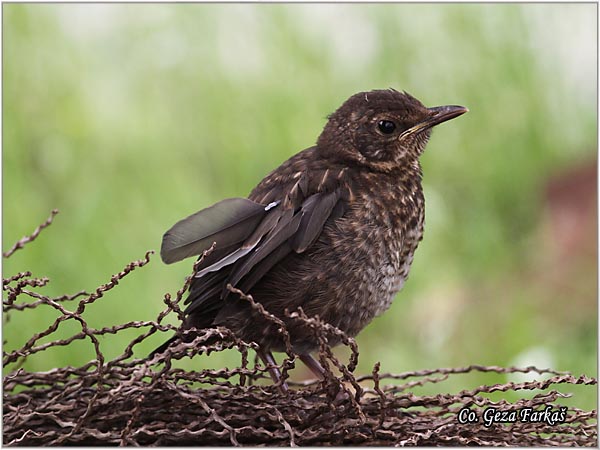 40_blackbird.jpg - Blackbird, Turdus merula, Kos, Mesto-Location: Herzeg Novi, Montenegro