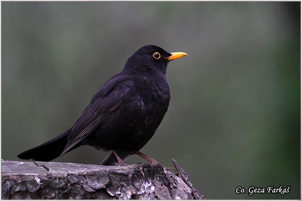 45_blackbird.jpg - Blackbird, Turdus merula, Kos, Mesto-Location: Herzeg Novi, Montenegro