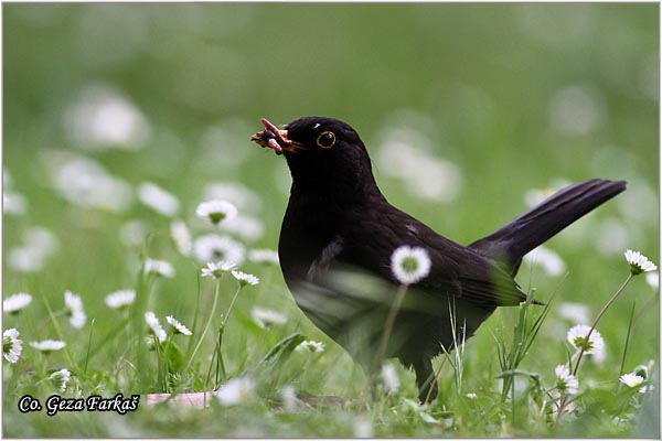 46_blackbird.jpg - Blackbird, Turdus merula, Kos, Mesto-Location: Herzeg Novi, Montenegro