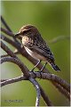80_whinchat