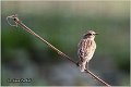 81_whinchat
