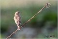 82_whinchat