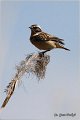 83_whinchat