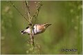 84_whinchat