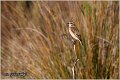 85_whinchat