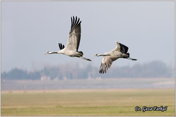 05_common_crane.jpg - Common Crane, Grus grus, Zdral, Location: Slano kopovo, Serbia