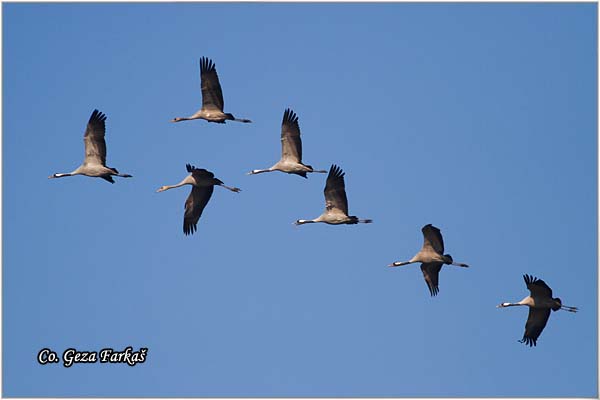 07_common_crane.jpg - Common Crane, Grus grus, dral, Location: Slano kopovo, Serbia