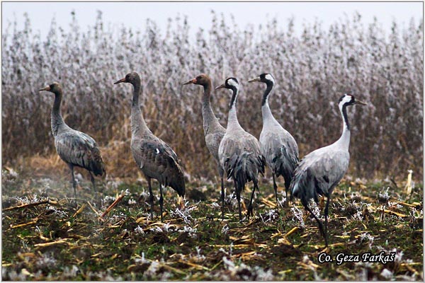 09_common_crane.jpg - Common Crane, Grus grus, dral, Location: Slano kopovo, Serbia