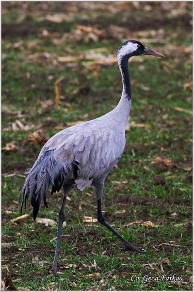 11_common_crane.jpg - Common Crane, Grus grus, dral, Location: Slano kopovo, Serbia