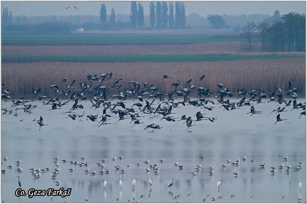 14_common_crane.jpg - Common Crane, Grus grus, Å½dral, Location: Slano kopovo, Serbia