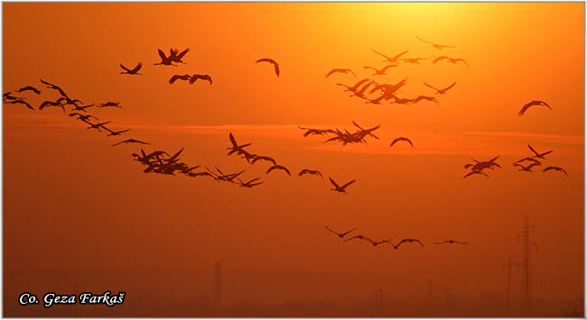 15_common_crane.jpg - Common Crane, Grus grus, Å½dral, Location: Slano kopovo, Serbia