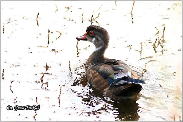 400_wood_duck.jpg - Wood duck,  Aix sponsa, Location-Mesto: Temerin, Serbia