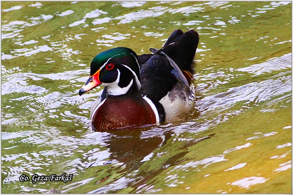 401_wood_duck.jpg - Wood duck,  Aix sponsa, Gluvara, Location-Mesto: Beja Portugalia.