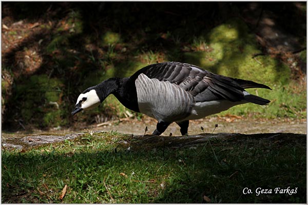 750_barnacle_goose.jpg - Barnacle Goose, Branta leucopsis, Belolika guska, Mesto - Location: Sao Miguel, Azores