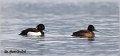 500_tufted_duck