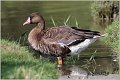 700_greather_white-fronted_goose