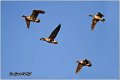 701_greather_white-fronted_goose