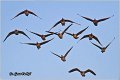 702_greather_white-fronted_goose
