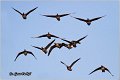 703_greather_white-fronted_goose