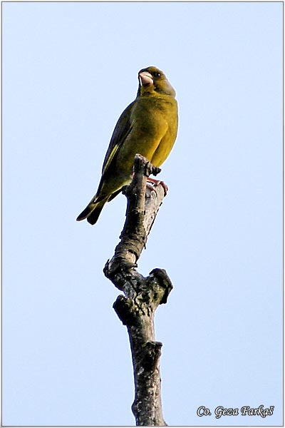 30_greenfinch.jpg - Greenfinch, Carduelis chloris, Zelentarka, Mesto-Location: Novi Sad, Serbia