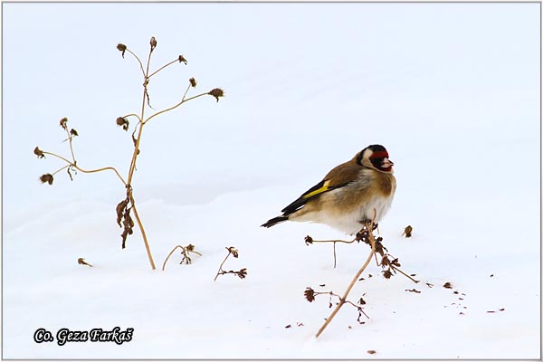 47_goldfinch.jpg - Goldfinch, Carduelis carduelis, tiglic, Mesto-Location, Koviljski rit, Serbia