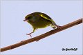 29_greenfinch