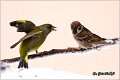 32_greenfinch