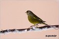 34_greenfinch