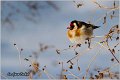 46_goldfinch
