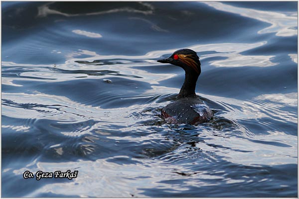 03_black-necked_grebe.jpg - Black-necked Grebe, Podiceps nigricollis, Crnovrati gnjurac, Mesto - Location: Palic lake, Serbia