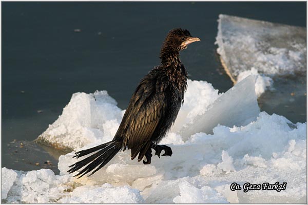 28_pygmy_cormorant.jpg - Pygmy Cormorant, Phalacrocorax pygmeus, Mali kormoran, Mesto - Location: Novi Sad, Serbia