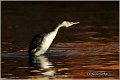 16_great_crested_grebe