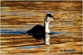 17_great_crested_grebe