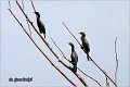 20_pygmy_cormorant
