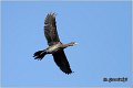 24_pygmy_cormorant